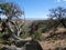 Western Colorado Scrub Brush on Mesa