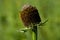 Western coneflower