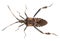 Western conifer seed bug, Leptoglossus occidentalis