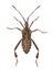 Western conifer seed bug, Leptoglossus occidentalis