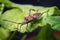 Western Conifer Seed Bug Leptoglossus occidentalis on a green leaf