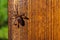 Western conifer seed bug, Leptoglossus occidentalis on wooden plank