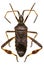 Western Conifer Seed Bug on white Background