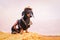 Western cowboy sheriff dachshund dog with gun, wearing american hat and cowboy costume outside in the desert