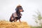 Western cowboy sheriff dachshund dog with gun, wearing american hat and cowboy costume outside in the desert, against the sky