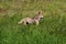 Western Coyote