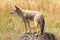 Western Coyote (Canis latrans)