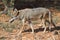 Western Coyote Canis latrans