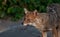 Western Coyote posing in a summer day