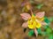 Western Crimson Red Columbine â€“ 2