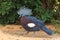Western crowned-pigeon