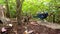 Western crowned pigeon and brown duck walking and resting in the rainforest.