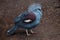 Western crowned pigeon Goura cristata