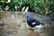 Western crowned pigeon goura cristata in a rainy tropical park
