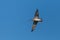 Western curlew bird numenius arquata in flight in blue sky