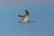 Western curlew bird numenius arquata flying in blue sky