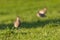 Western curlew numenius arquata standing in green meadow