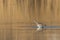 Western curlew numenius arquata wading in water in sunshine