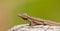 Western Curly-tailed lizard