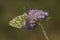 Western Dappled White Butterfly on Mournful Widow Flower