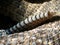 Western Diamond-backed Rattlesnake (Crotalus atrox)