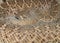 Western Diamond-backed Rattlesnake (Crotalus atrox)