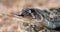 Western Diamond Rattlesnake Crotalus atrox