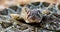 Western Diamond Rattlesnake Crotalus atrox