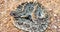 Western Diamond Rattlesnake Crotalus atrox