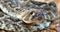 Western Diamond Rattlesnake Crotalus atrox