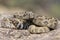 Western diamondback rattle snake on rock