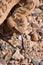 Western Diamondback Rattlesnake