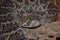 Western diamondback rattlesnake