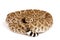 Western Diamondback Rattlesnake