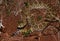 Western diamondback rattlesnake