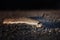 Western Diamondback Rattlesnake Crawls Towards Camera Closeup Nighttime Low Angle Image