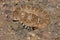 Western Diamondback Rattlesnake (Crotalus atrox)