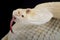 Western diamondback rattlesnake Crotalus atrox albino