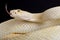 Western diamondback rattlesnake Crotalus atrox albino