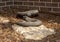 `Western Diamondback Rattlesnake` by David Iles on the campus of the University of North Texas in Denton, Texas.