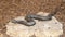 `Western Diamondback Rattlesnake` by David Iles on the campus of the University of North Texas in Denton, Texas.