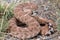 The western diamondback rattlesnake or Texas diamond-backCrotalus atrox is a venomous rattlesnake species in United