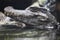 Western dwarf crocodile