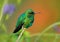 Western Emerald, Chlorostilbon melanorhynchus, hummingbird in the Colombia tropic forest, blue an green glossy bird in the nature