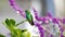 Western emerald hummingbird perched on a leaf