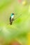 Western emerald sitting on branch, hummingbird from tropical forest,Colombia,bird perching,tiny beautiful bird resting on flower i