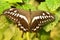 Western Emperor Swallowtail butterfly