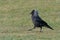 A Western, Eurasian or European Jackdaw, UK.