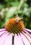 A Western or European Honey Bee, Apis mellifera, collecting nectar