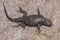 Western Fence Lizard